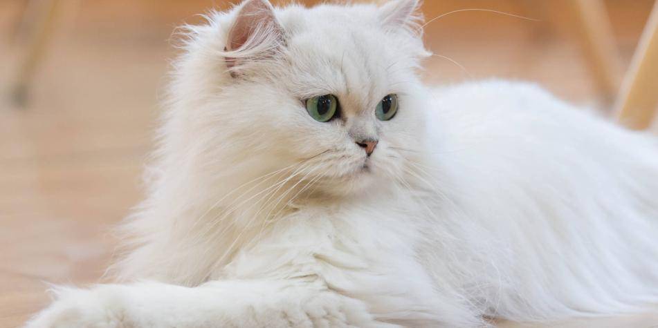 gato blanco pelo largo - Cuáles son las razas de gatos de pelo largo más comunes