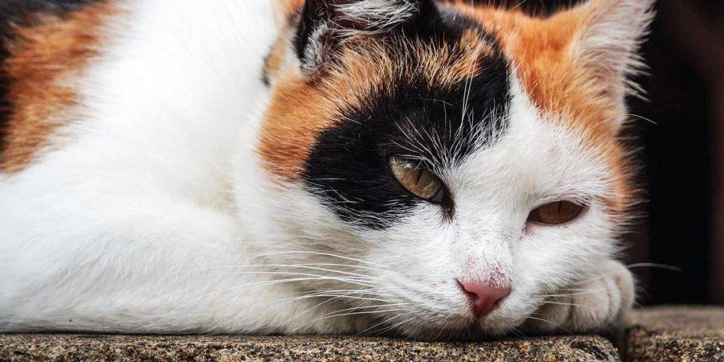 gato blanco y naranja raza - Conoces a las 10 razas de gatos naranjas