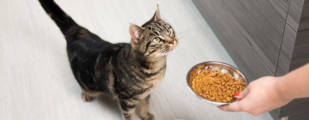 gato come poco - Por qué mi gato come poco Cómo recuperar su apetito