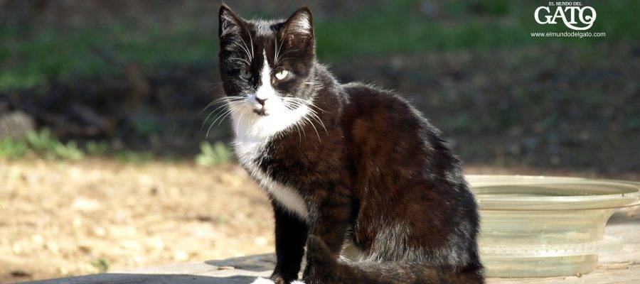 gato comun europeo negro - Características especiales de gatos negros comunes europeos