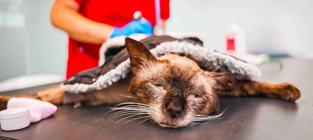 gato con herida abierta - Cómo tratar y cuidar una herida abierta en un gato