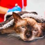 Cómo tratar y cuidar una herida abierta en un gato