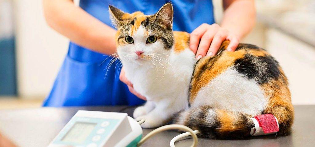 gato con problema neurologico tratamiento - Cómo tratar problemas neurológicos en gatos de forma efectiva