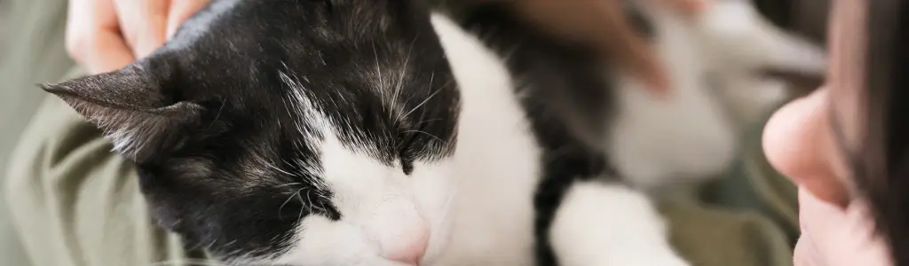 gato duerme encima - Por qué los gatos prefieren dormir sobre sus dueños