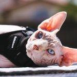 Por qué los gatos de la raza Sphynx pueden tener pelo