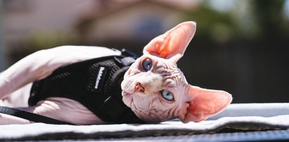 gato egipcio con pelo - Por qué los gatos de la raza Sphynx pueden tener pelo