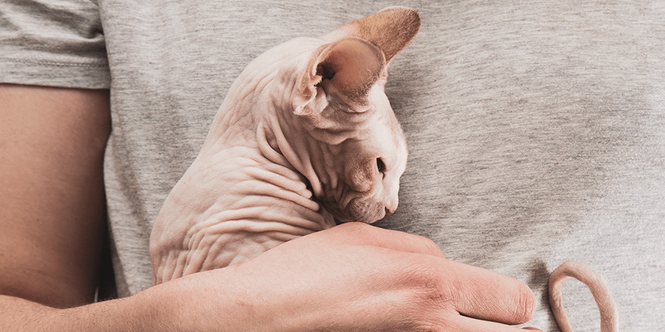 gato egipcio elfo - Qué características y carácter distinguen al Sphynx Egipcio