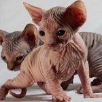 Buscas nombres únicos para tu gato Sphynx o Esfinge