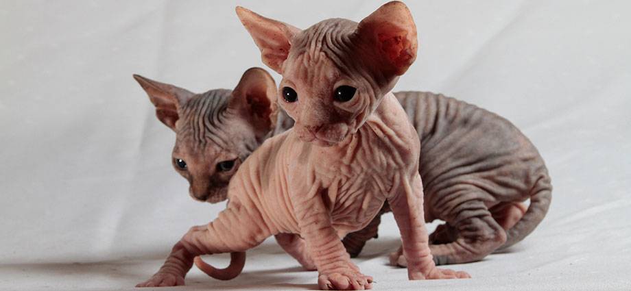 gato egipcio nombre - Buscas nombres únicos para tu gato Sphynx o Esfinge