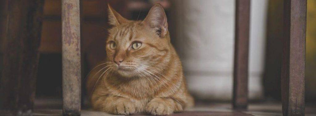 gato en piso - Puede ser feliz un gato viviendo solo en un piso