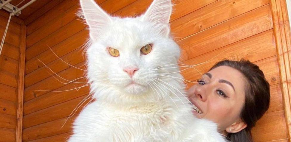 gato gigantes - Conoces estas 12 razas de gatos gigantes impresionantes