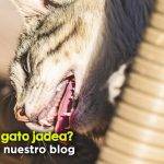 Cuál es la razón por la que un gato jadea