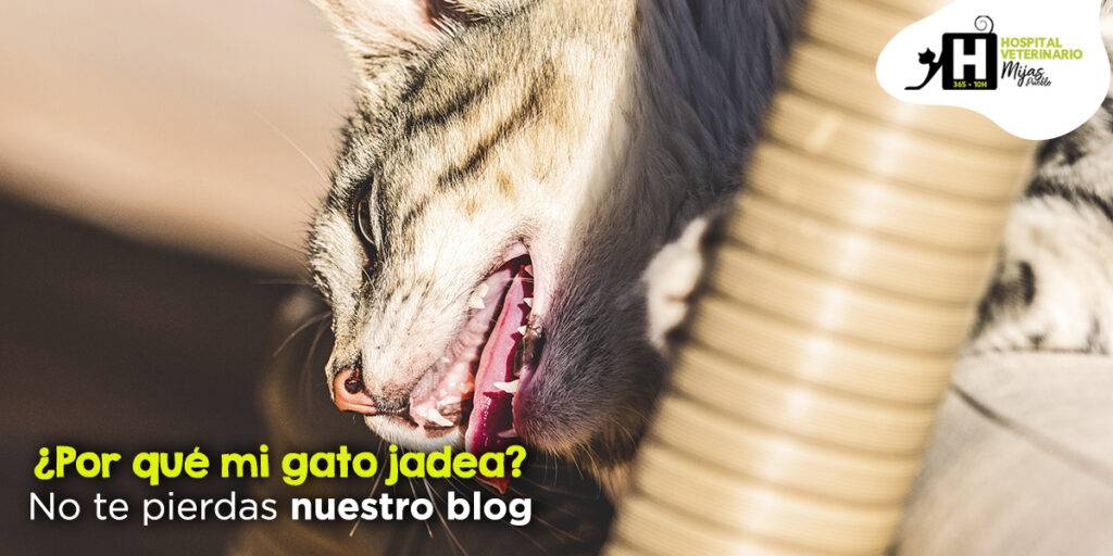 gato jadea - Cuál es la razón por la que un gato jadea