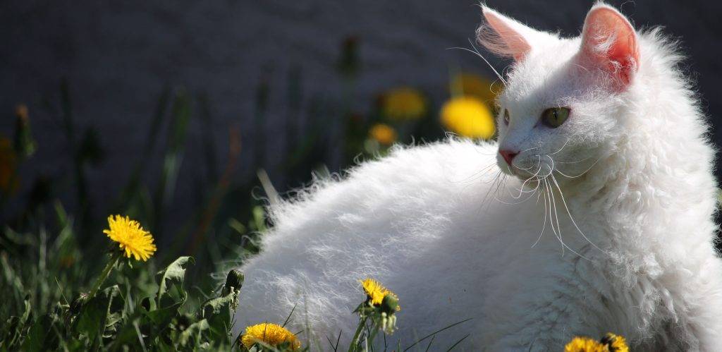 gato laperm - Cuáles son las características de la raza de gatos Laperm