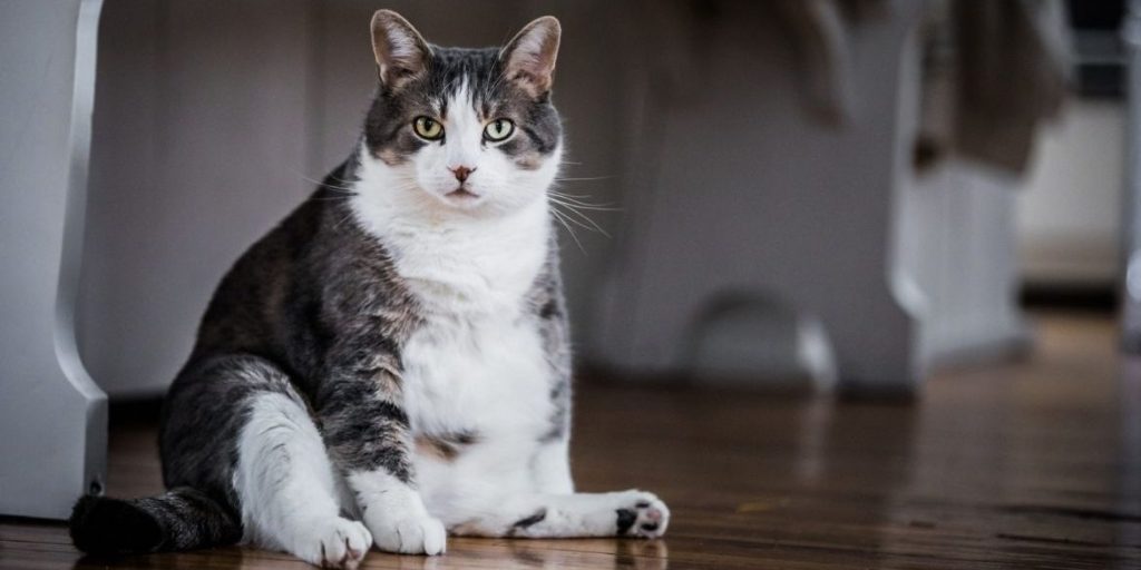 gato macho castrado - Cuáles son las ventajas de castrar un gato macho