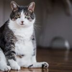 Cuáles son las ventajas de castrar un gato macho