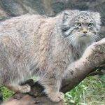 Características del gato manul doméstico: tipos, costumbres y hábitat