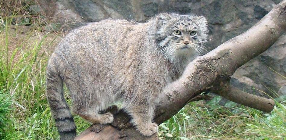 gato manul domestico - Características del gato manul doméstico: tipos, costumbres y hábitat