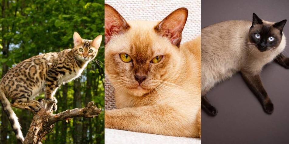 gato mas inteligente - Cuáles razas de gatos se consideran más inteligentes