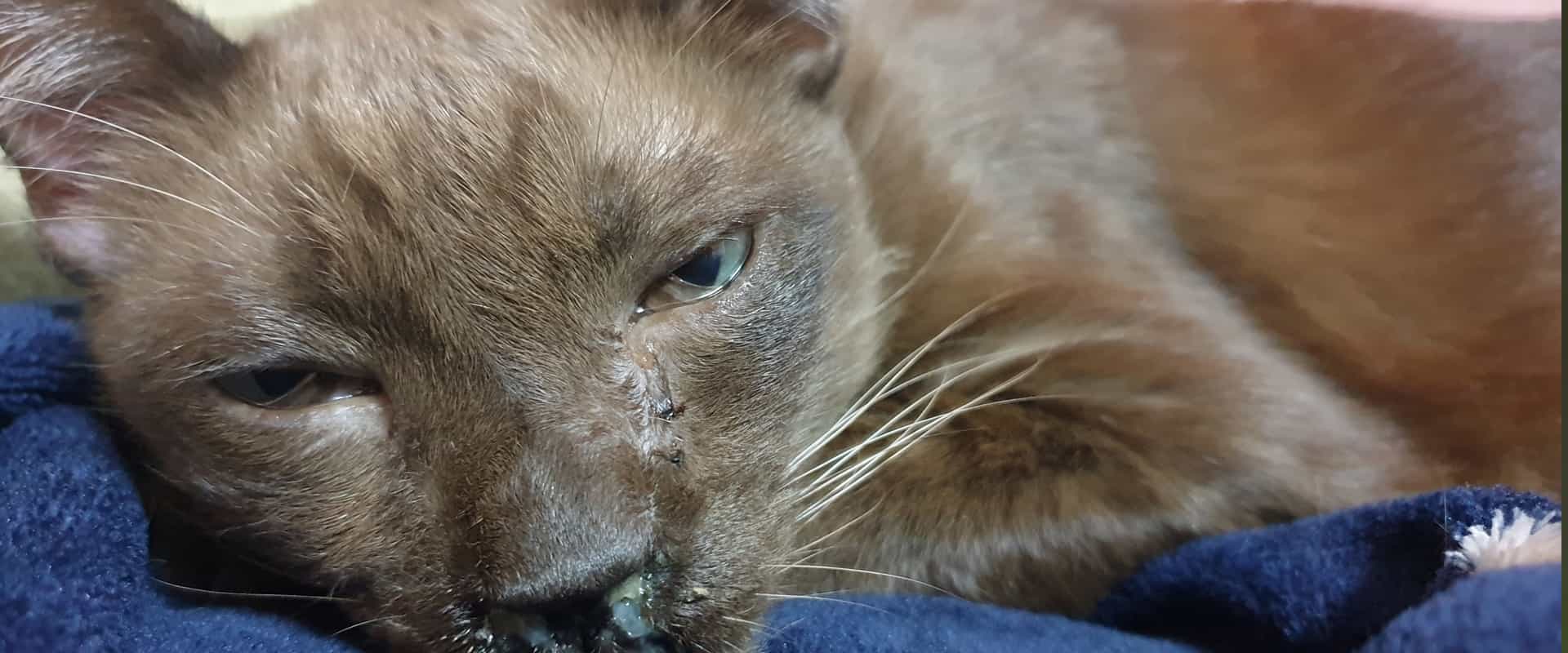 Qué es el moquillo felino y cómo se puede tratar en gatos