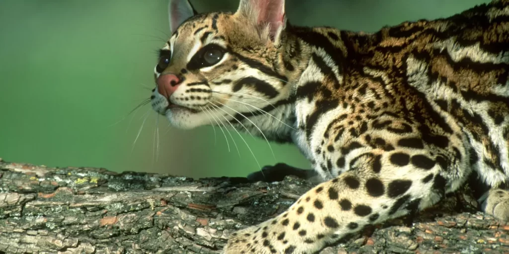 gato ocelote - Qué características destacan en los gatos de raza Ocicat