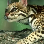 Qué características destacan en los gatos de raza Ocicat