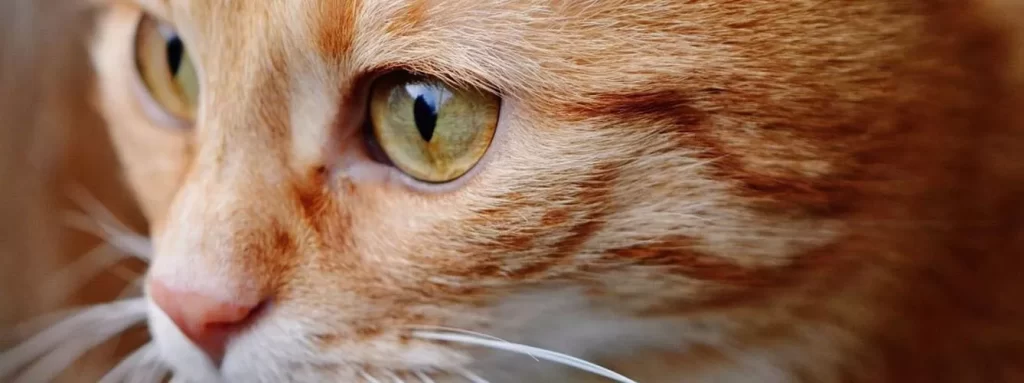 gato ojos rojos - Por qué los gatos tienen ojos rojos y cómo cuidarlos