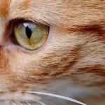 Por qué los gatos tienen ojos rojos y cómo cuidarlos