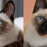 Diferencias entre gato siamés tradicional y moderno