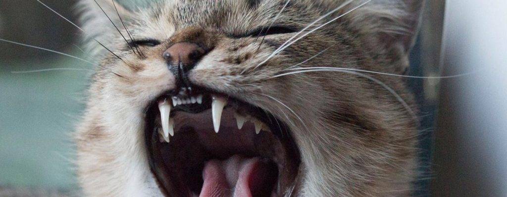 gato sin dientes - Cómo cuidar a un gato sin dientes de forma adecuada