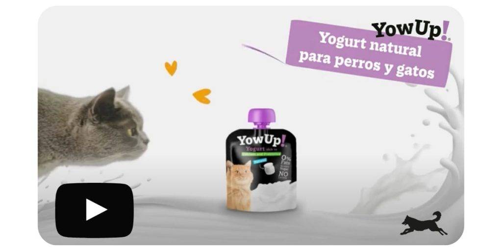 gato yogur - Es seguro alimentar a los gatos con yogur