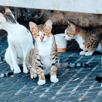 Cómo ayudar a gatos callejeros Aprende qué comen y cómo cuidarlos