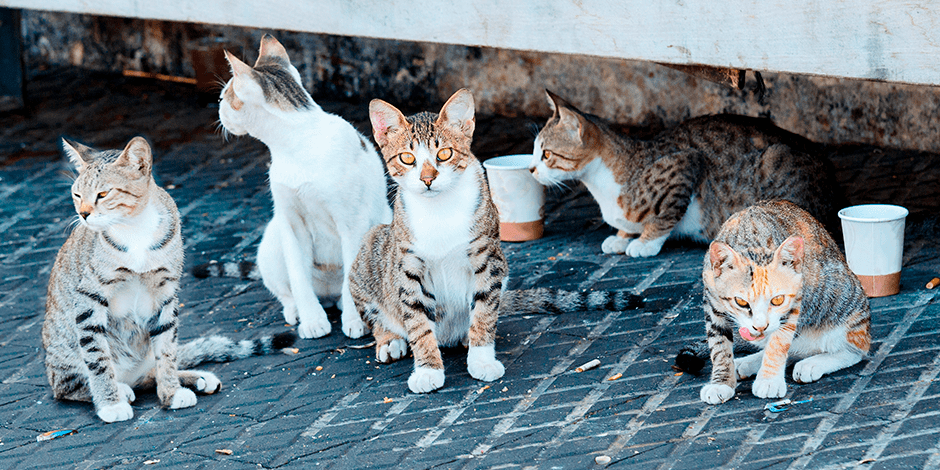 gatos callejeros que hacer - Cómo ayudar a gatos callejeros Aprende qué comen y cómo cuidarlos