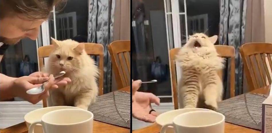 gatos comen helado - Pueden los gatos comer helado Averigua si es seguro para ellos