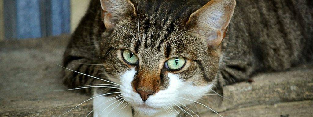 gatos hepatitis - Hepatitis en gatos: causas, síntomas y tratamientos