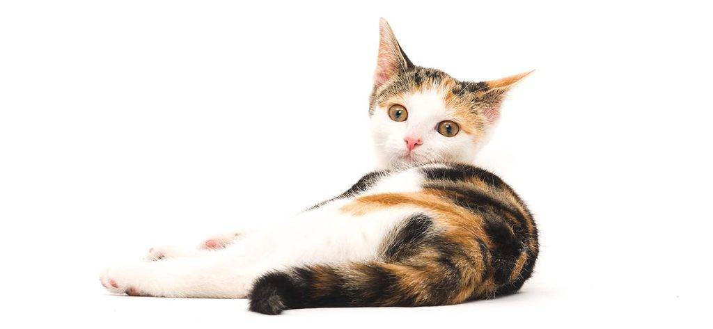 gatos italianos - Nombres italianos para tu gato: Encuentra el ideal