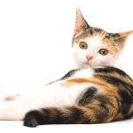 Nombres italianos para tu gato: Encuentra el ideal