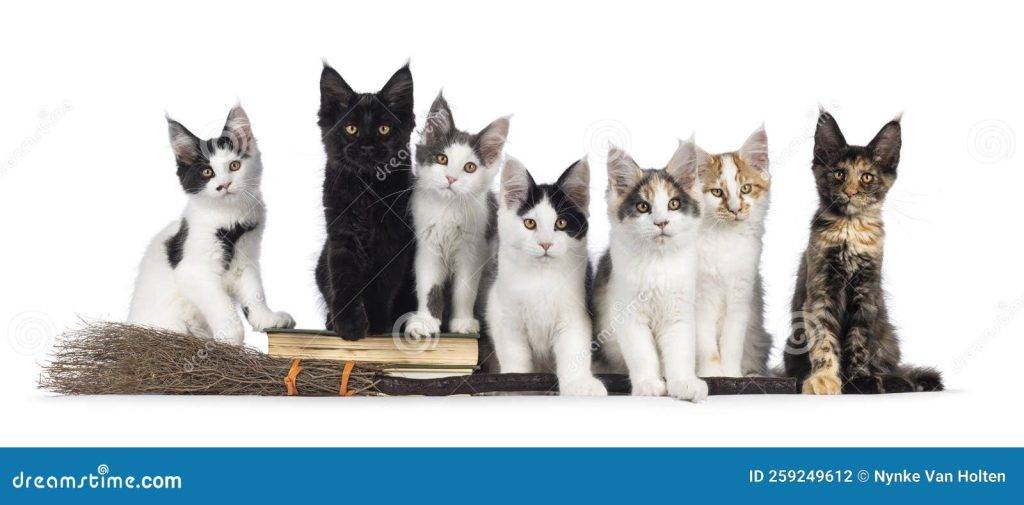 gatos maiz - Pueden los gatos comer maíz de forma segura