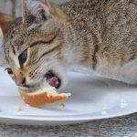 Pueden los gatos comer pan sin riesgos