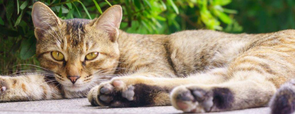 gatos tranquilos - Conoces las 10 razas de gatos tranquilos y no arañan