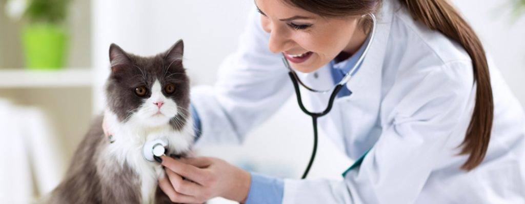 gatos veterinario 1 - Cuánto cuesta la primera visita al veterinario para un gato