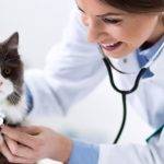 Cuánto cuesta la primera visita al veterinario para un gato