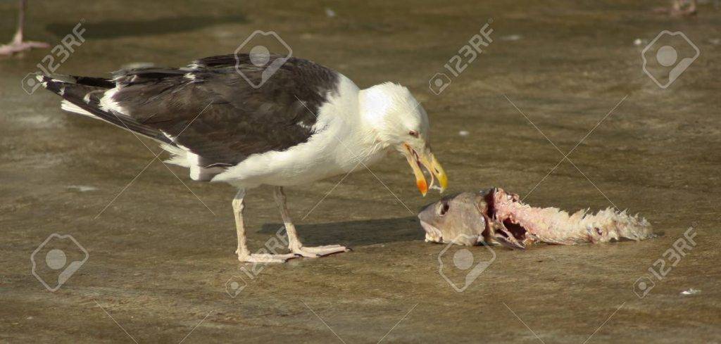 gaviota que comen - Qué alimentos suelen consumir las gaviotas en su dieta diaria