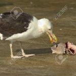 Qué alimentos suelen consumir las gaviotas en su dieta diaria