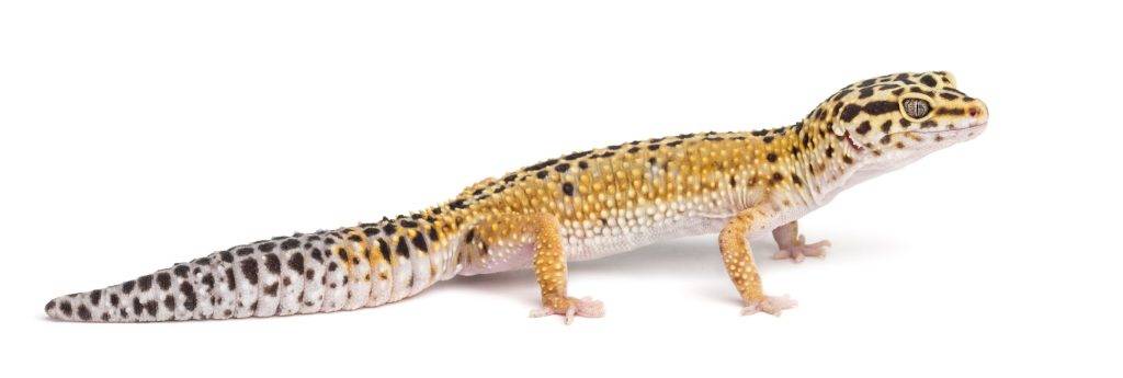 gecko leopardo fases - Fases del desarrollo del gecko leopardo y ejemplos detallados