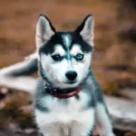 Características y cuidados del Gerberian Husky o Shepsky