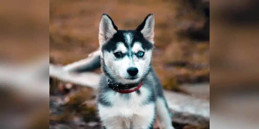 gerberian husky - Características y cuidados del Gerberian Husky o Shepsky