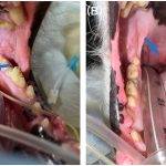 Cuál es el tratamiento adecuado para el sialocele en perros