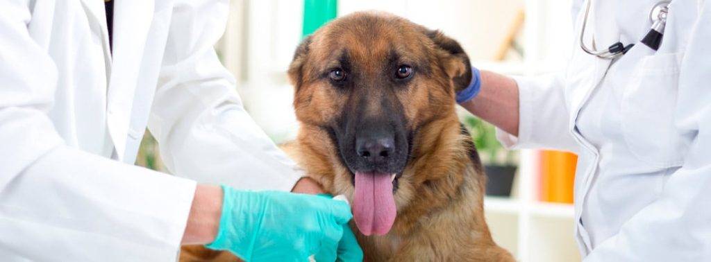 glucosa en perros - Glucosa en perros: Valores normales y cuidados para su salud