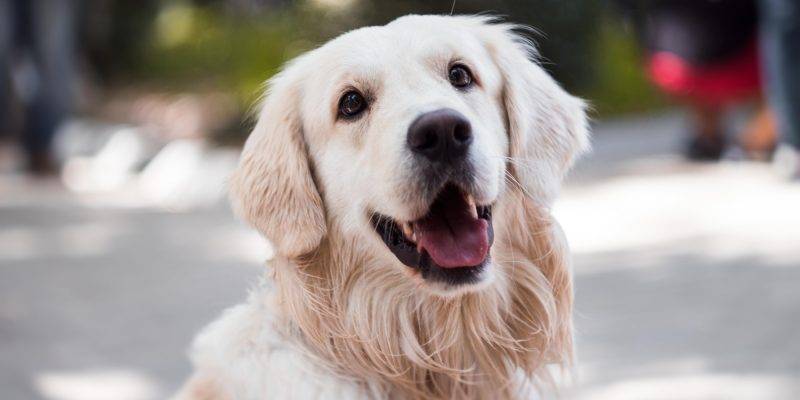 golden retriever 15 anos - Qué cuidados especiales necesita un Golden Retriever de 15 años